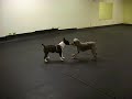 Diva and Ave play tag.MOV