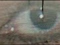 Song 