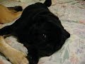 Black Pugs Rule!