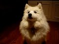 mojo-the-amazing-japanese-spitz.html