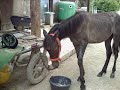mon cheval. et moi