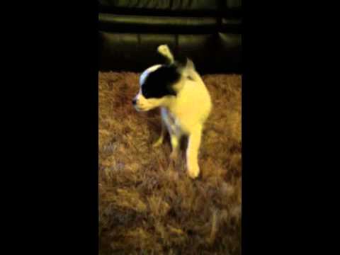 AKC white and black female papillon