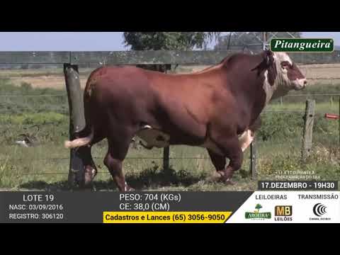 LEILO E DE OLHO NA FAZENDA GRUPO PITANGUEIRA