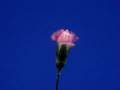 videos de Rose Flowering