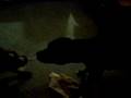 videos de my pits