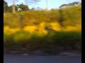 videos de Juliano Castilho - I love Longboard !!!