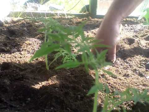 how to transplant gooseberries