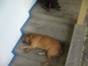 FSA Dogs: The Good Life FSA Dogs: The Good Life