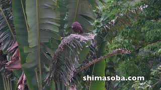 暗色型サシバ、チョウセンチョウゲンボウ、カンムリワシ幼鳥(動画あり)