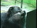 Auto-reconocimiento chimpancés primates Self-awareness
