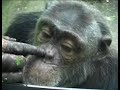 Auto-reconocimiento chimpancés primates Self-awareness