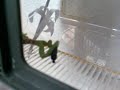 Prey Mantis eating