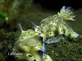 Candidasa Dive Site in Bali, Indonesia