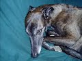Greyhound Moments