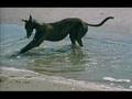 Greyhound