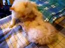 Semola, my little cat and Merlino, his father! Semola, my little cat and Merlino, his father!