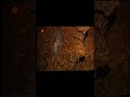 La Cueva del Toro
