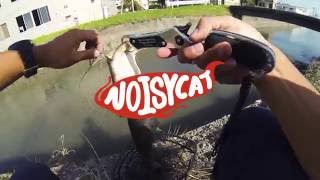 NOISYCAT BUZZ & SPLAT