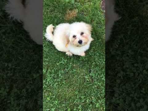 Happy Little Havanese