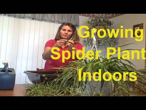 how to replant a spider plant
