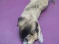 videos de Tibby.wmv