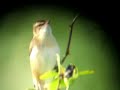 sedge warbler sedge warbler