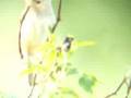 sedge warbler