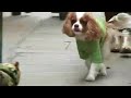 Holy Dog ROBERT PERENO