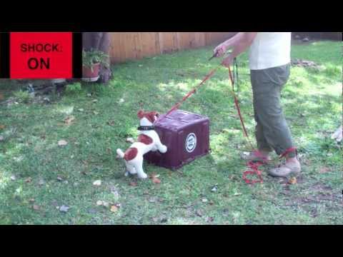how to train with shock collar