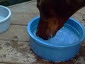ufc-fight-chihuahua-vs-cat.html