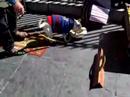 This Dog Works On Tips This Dog Works On Tips