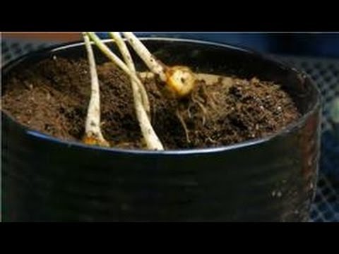 how to fertilize tulips
