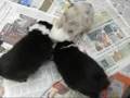 Cachorros Border Collie Inscrito