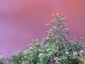 SoCal Fire (Castaic/Piru side)