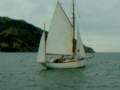 videos de Sailing Old Gaffer Caplin on Akaroa Harbour, Mizzen Sail Set, all girl crew.