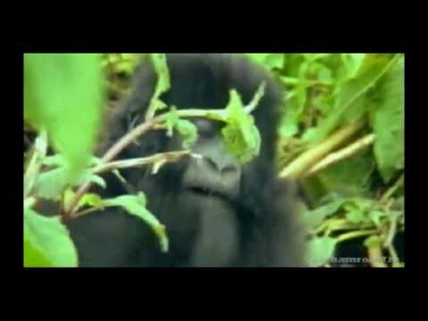 alan - Funny British Animal Voiceovers ( We found Alan ) Credits go to djshamrock729 subscribe to him here http://www.youtube.com/user/djshamrock729 Check out Part ...