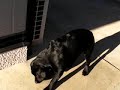 ビニールお化け