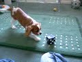 puppy puppy
