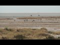 Etosha national park, Namibia