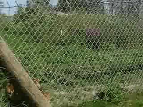 See video