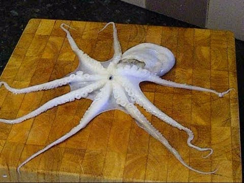 how to properly cook octopus