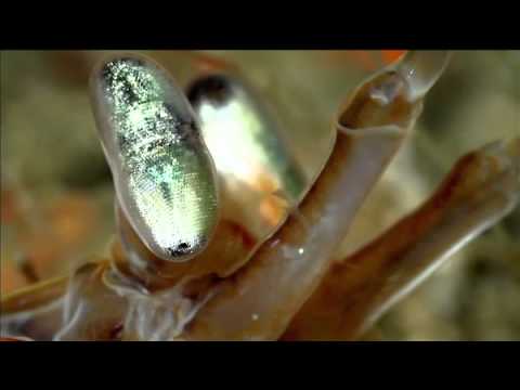 youtube-img
