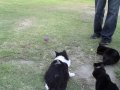 Cats