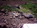 cherokee kaena pt