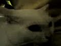 Snow Cat...
