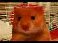 Hamster, MY FUCKING WIFE