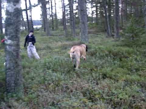 See video