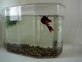 betta reproduccion betta reproduccion