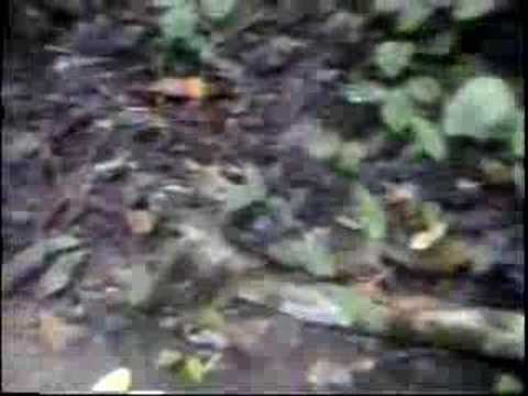 Costa Rican Fer de Lance