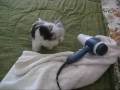 videos de Gizmo and the blow dryer